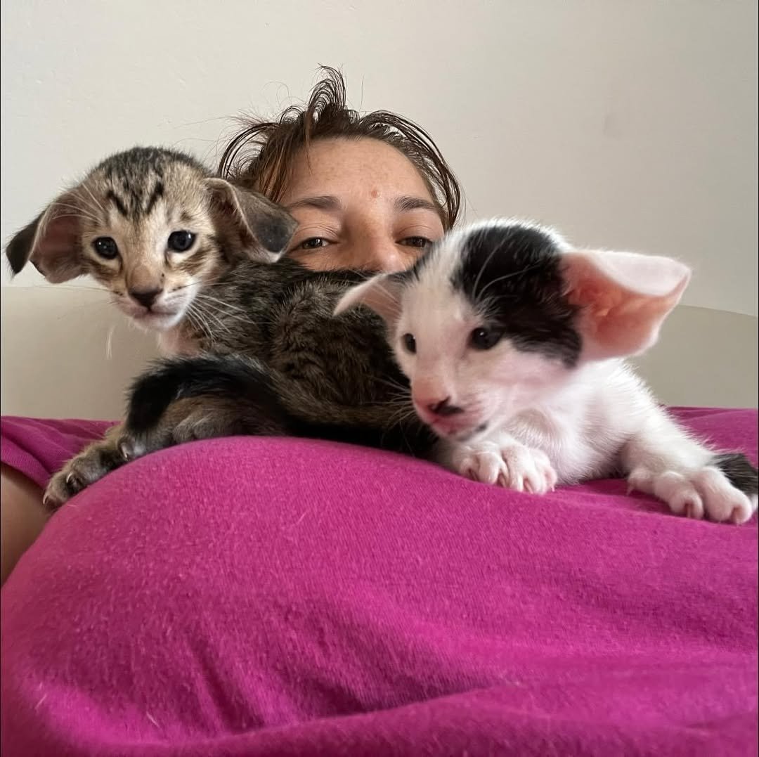 Oriental Shorthair Kittens Passion